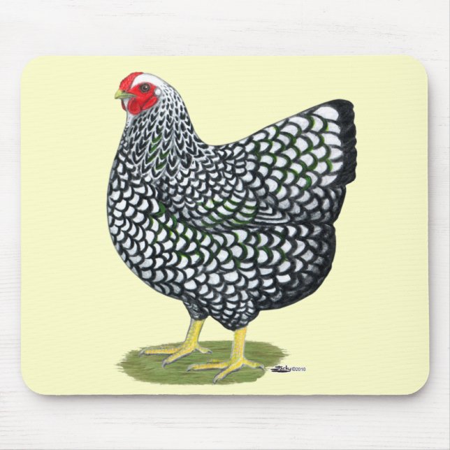 Wyandotte: Silver-laced Hen Musmatta (Framsidan)