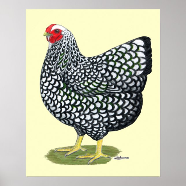 Wyandotte: Silver-laced Hen Poster (Framsidan)