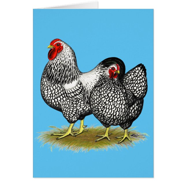 Wyandotte: Silver Pair OBS Kort (Framsidan)