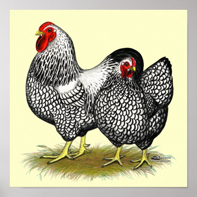 Wyandotte: Silver Pair Poster (Framsidan)