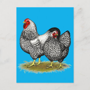 Wyandotte: Silver Pair Vykort