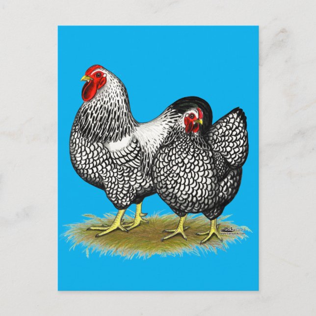 Wyandotte:  Silver Pair Vykort (Framsida)