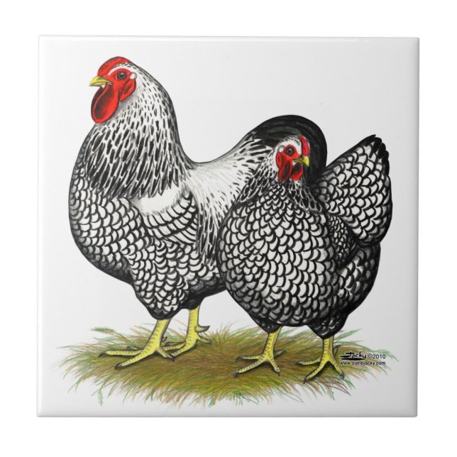 Wyandotte:  Silver parar Kakelplatta (Framsidan)