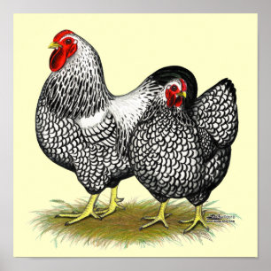 Wyandotte: Silver parar Poster