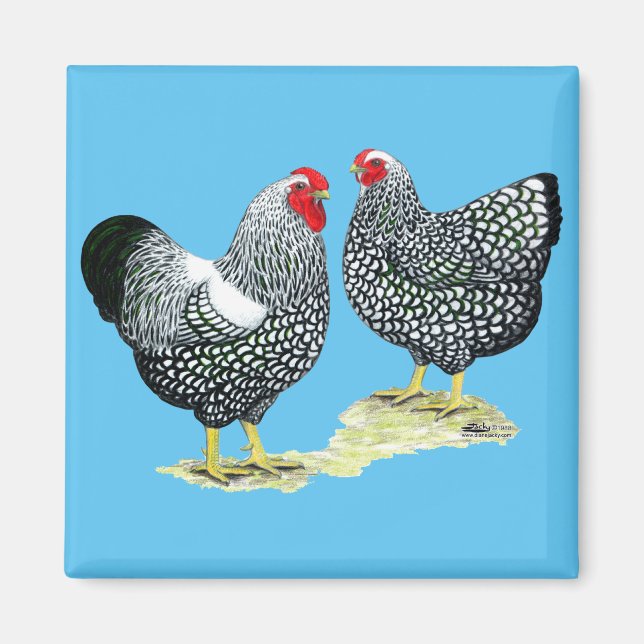 Wyandottes Silver-laced Pair Magnet (Framsidan)