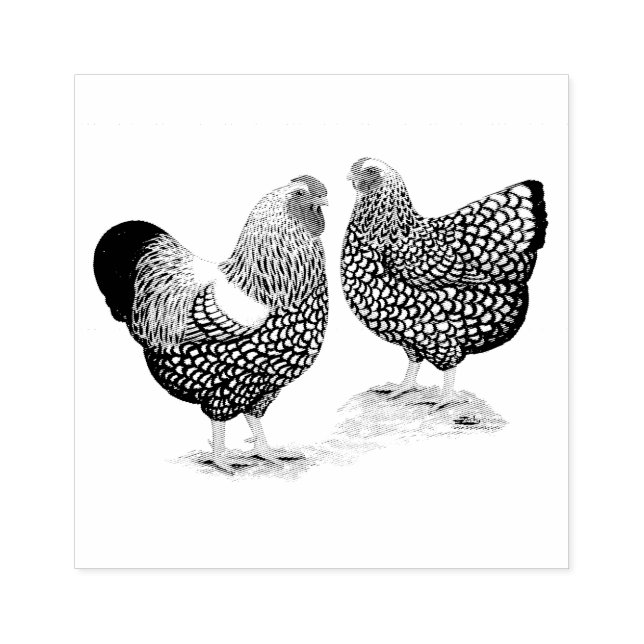 Wyandottes Silver-laced Pair Stämpel (Tryck)