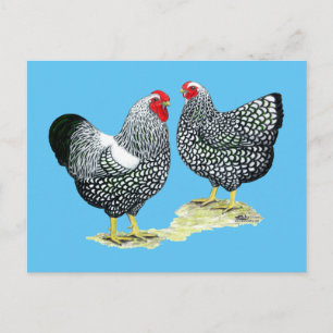 Wyandottes Silver-laced Pair Vykort