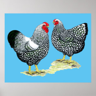 Wyandottes Silver-snörde åt parar Poster