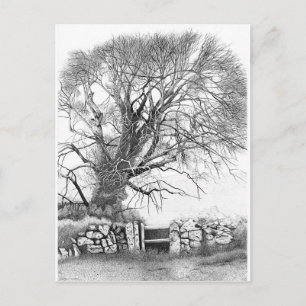 Wych Elm. Originalvykort Vykort