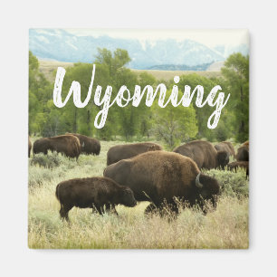 Wyoming Bison Natur Djur Fotografi Magnet