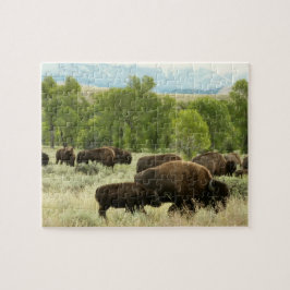 Wyoming Bison Natur Djur Fotografi Pussel