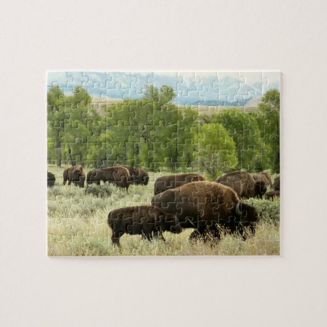 Wyoming Bison Natur Djur Fotografi Pussel (Horisontell)