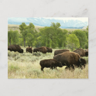 Wyoming Bison Natur Djur Fotografi Vykort