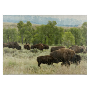 Wyoming Bison Nature Animal Photography