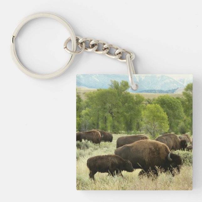 Wyoming Bison Nature Animal Photography (Framsidan)