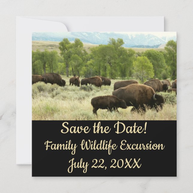 Wyoming Bison Nature Animal Photography (Framsida)
