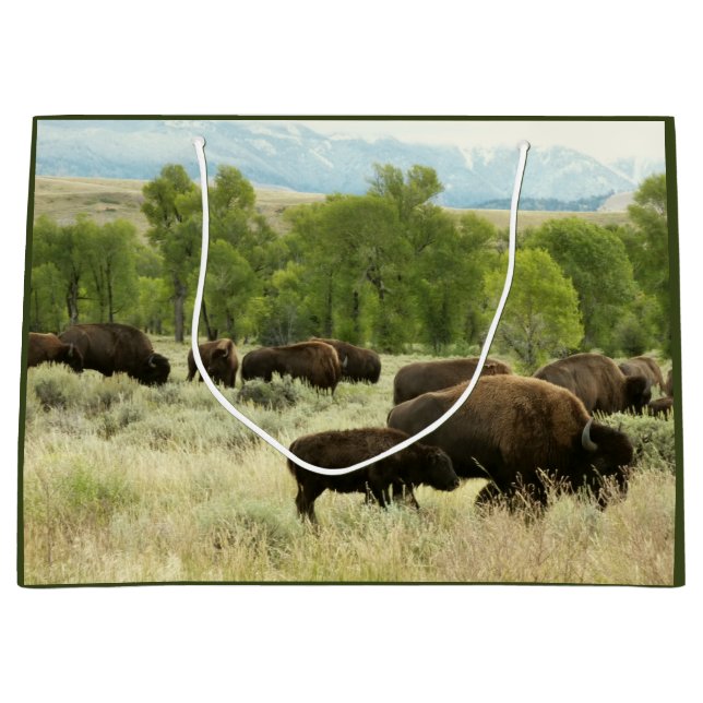 Wyoming Bison Nature Animal Photography (Framsidan)