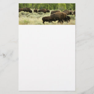 Wyoming Bison Nature Animal Photography Brevpapper