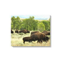 Wyoming Bison Nature Animal Photography