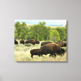 Wyoming Bison Nature Animal Photography Canvastryck