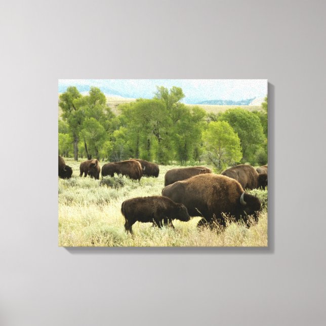 Wyoming Bison Nature Animal Photography Canvastryck (Framsida)