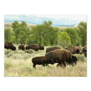 Wyoming Bison Nature Animal Photography Fototryck