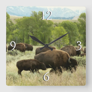 Wyoming Bison Nature Animal Photography Fyrkantig Klocka