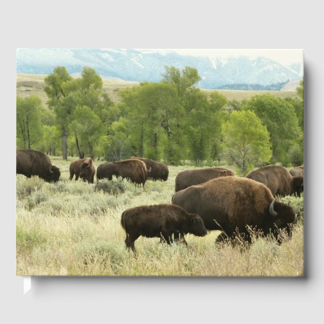 Wyoming Bison Nature Animal Photography Gästböcker (Framsida)