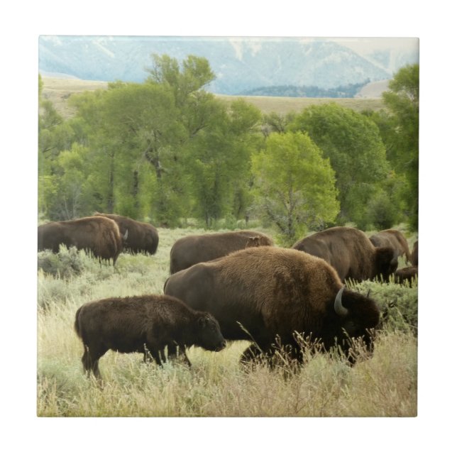 Wyoming Bison Nature Animal Photography Kakelplatta (Framsidan)