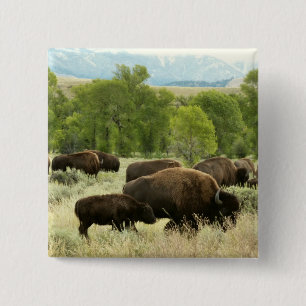 Wyoming Bison Nature Animal Photography Knapp