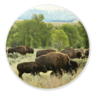 Wyoming Bison Nature Animal Photography Knopp
