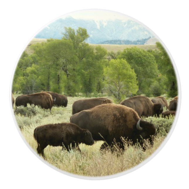 Wyoming Bison Nature Animal Photography Knopp (Framsidan)
