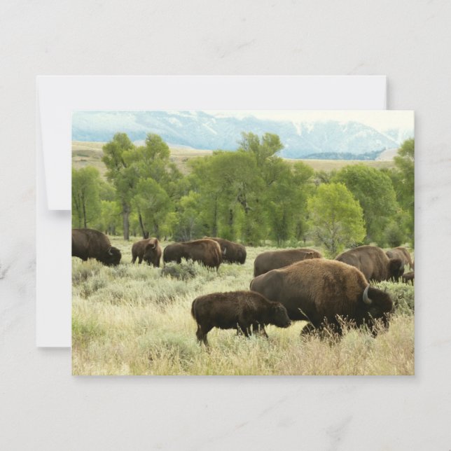 Wyoming Bison Nature Animal Photography Kort (Framsida)