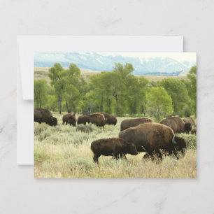 Wyoming Bison Nature Animal Photography Kort