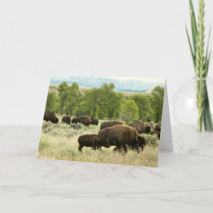 Wyoming Bison Nature Animal Photography Kort