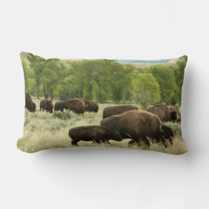 Wyoming Bison Nature Animal Photography Lumbarkudde