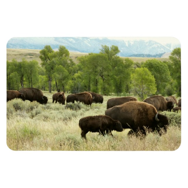 Wyoming Bison Nature Animal Photography Magnet (Horisontell)
