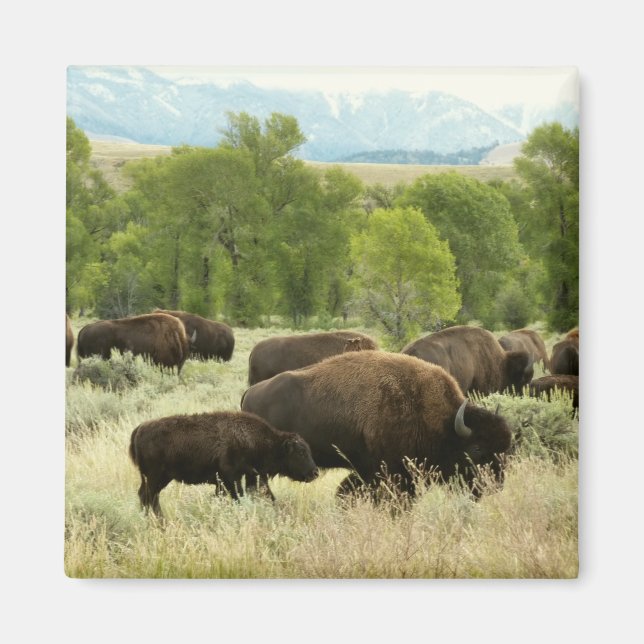 Wyoming Bison Nature Animal Photography Magnet (Framsidan)