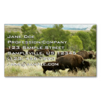 Wyoming Bison Nature Animal Photography