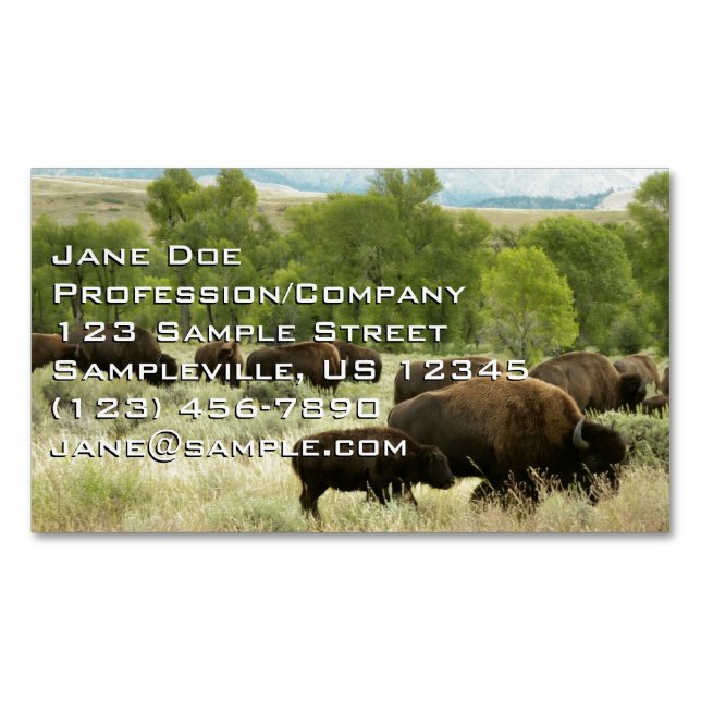 Wyoming Bison Nature Animal Photography Magnetiska Visitkort (Framsida)