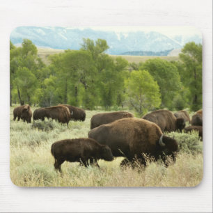 Wyoming Bison Nature Animal Photography Musmatta