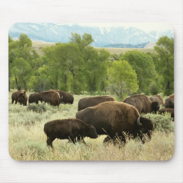 Wyoming Bison Nature Animal Photography Musmatta (Framsidan)