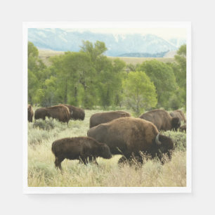 Wyoming Bison Nature Animal Photography Pappersservett