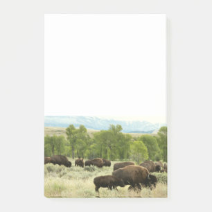 Wyoming Bison Nature Animal Photography Post-it Block