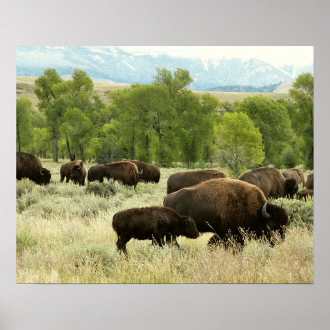 Wyoming Bison Nature Animal Photography Poster (Framsidan)