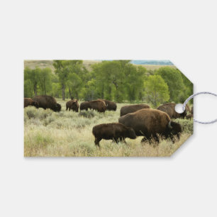 Wyoming Bison Nature Animal Photography Presentetikett