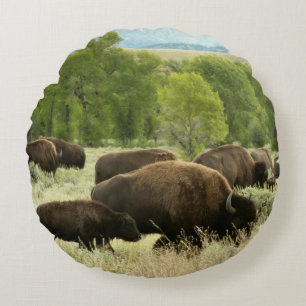 Wyoming Bison Nature Animal Photography Rund Kudde