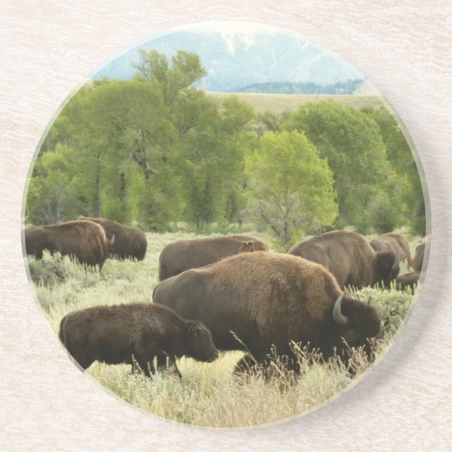Wyoming Bison Nature Animal Photography Underlägg (Framsidan)