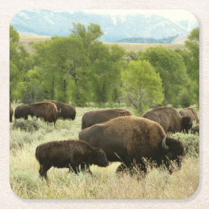 Wyoming Bison Nature Animal Photography Underlägg Papper Kvadrat