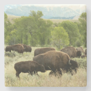 Wyoming Bison Nature Animal Photography Underlägg Sten